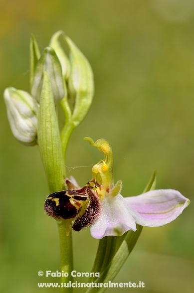 Primavera sulcitana